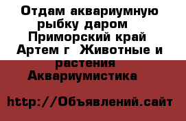 Отдам аквариумную рыбку даром! - Приморский край, Артем г. Животные и растения » Аквариумистика   